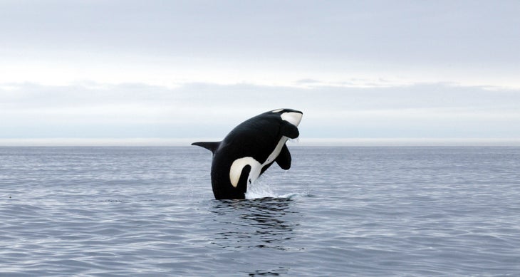 BP1014LOCAL_iStock_000001542448 whales istock