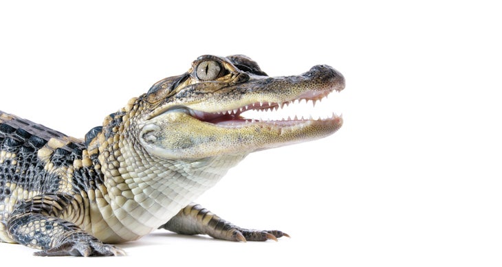 BP1014LOCAL_iStock_000022271341 alligator istock