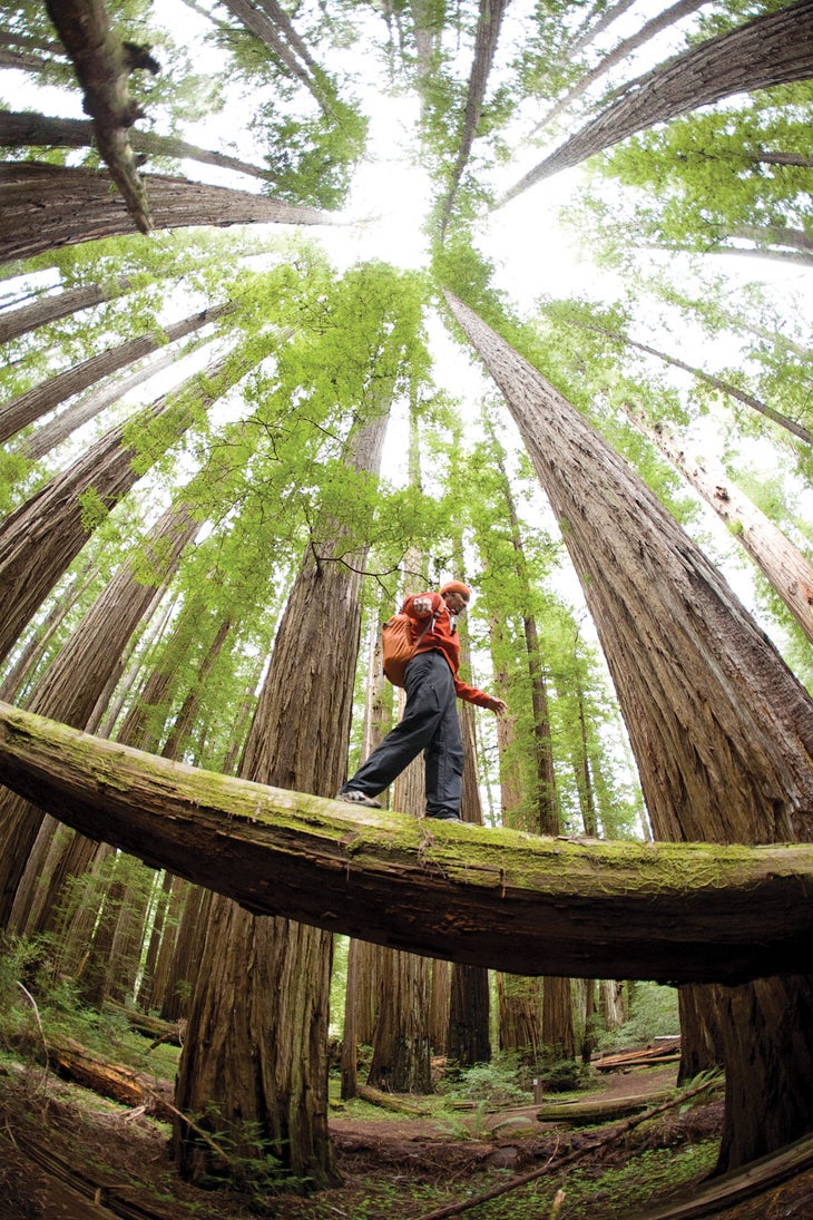BP1014SKIL_Aurora_Bailie3948400005_gn_full tall trees