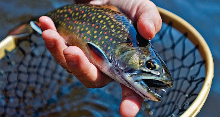 Fishing Brook Trout in Minnesota Trout fishing in Minnesota. Photo by Aaron Peterson
