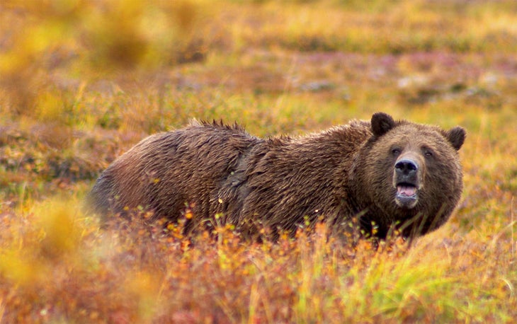 Grizzly Bear image: deliff/ Wikimedia