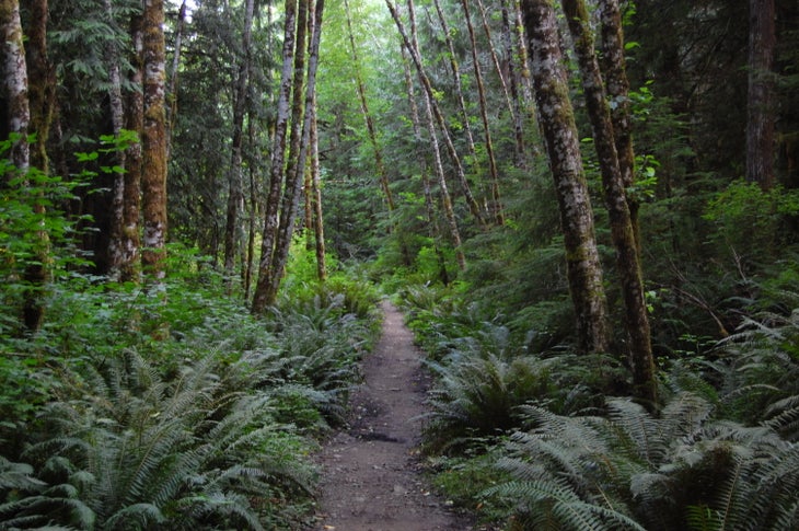 Spruce Railroad Trail, Olympic National Park, WA The black depths of Lake Crescent are rumored to be home to the Lady of the Lake. Hallie Latham Illingworth was murdered by her husband in 1937 and…