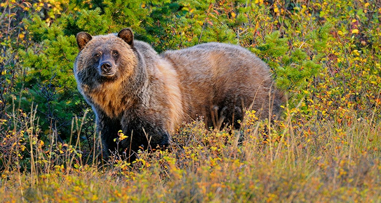 "image of a grizzly bear Photo by Tom & Pat Leeson"