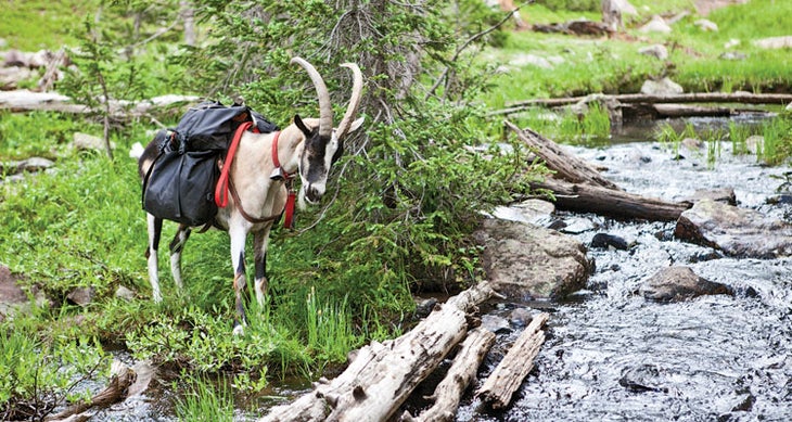 Goatpacking Best Stories of 2014 - Goatpacking