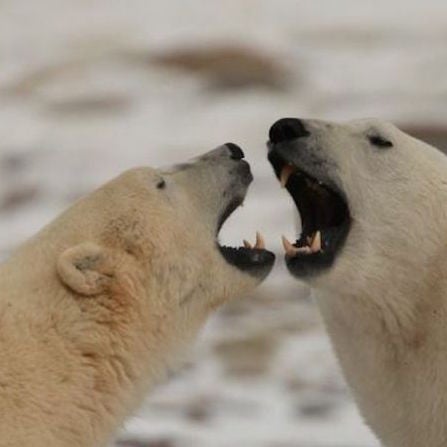 "polar bear"