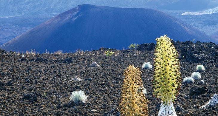 Silverswords Haleakala silverswords