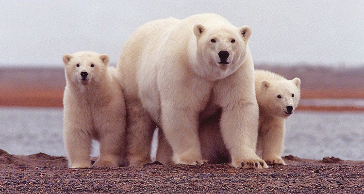 "anwr wilderness proposal: polar bears"