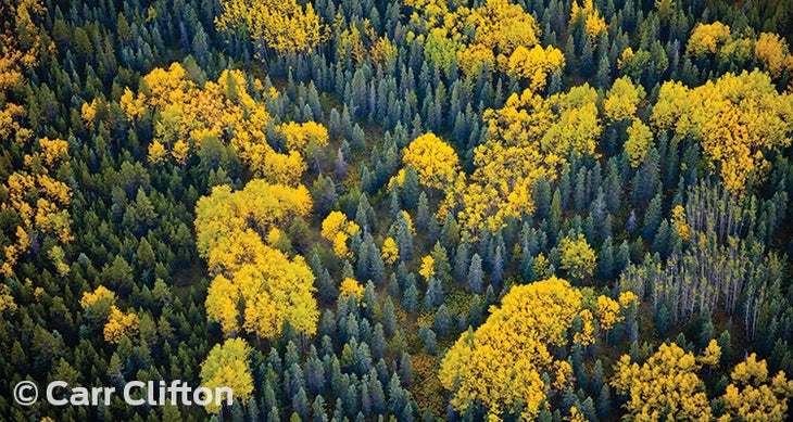 Canada's Sacred Headwaters The area’s aspen trees turn golden in late September. Photo by Carr Clifton.
