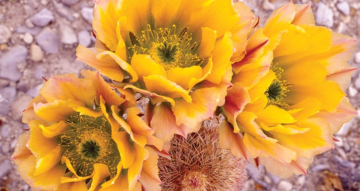 Hiking Big Bend: Cactus flowers Hiking Big Bend: Cactus flower