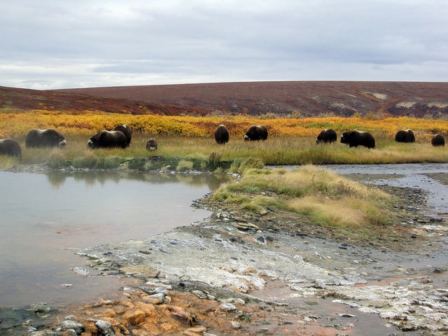 Serpentine Hot Springs, Bering Land Bridge National Preserve, AK Headed to Northwest Alaska any time soon? If so, snowshoe, snowmachine or dogsled out to the Serpentine Hot Springs in Bering Land Bridge National…