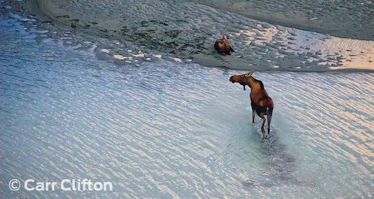 Wildlife paradise Thousands of moose live in the Sacred Headwaters area. Photo by Carr Clifton