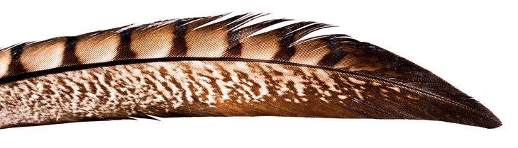 BP0315SURV_Bydlon_Feather_6273_1400x400 None