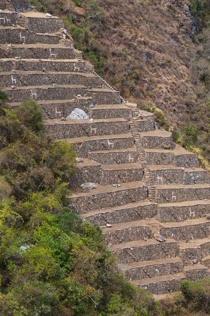 Llamas Peru - Choquequirao Trek