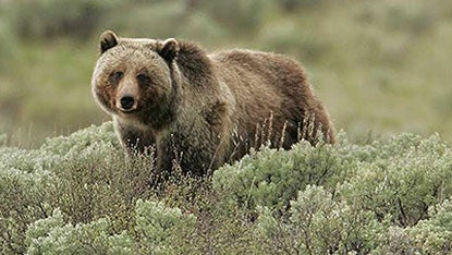 "Grizzly Bear Courtesy NPS.gov"