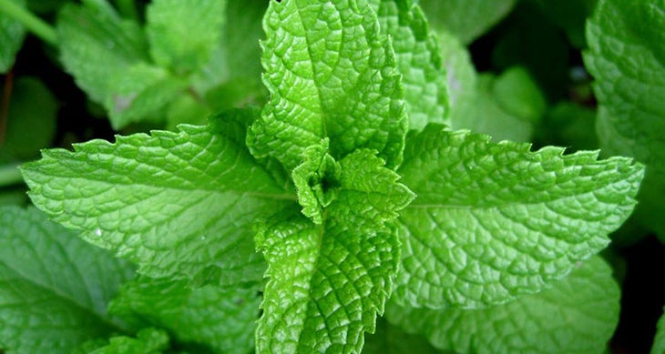 4. Keep your mouth clean. Staying Fresh in the Wilderness: Keep your mouth clean.