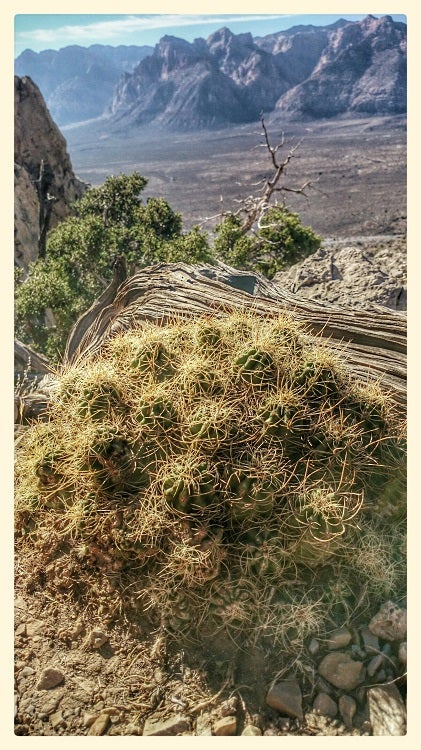 Mojave Mound Cactus Mojave Mound Cactus