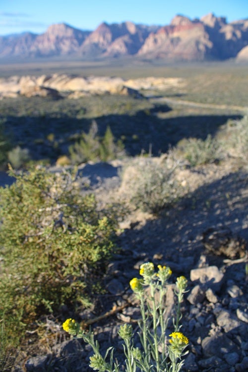 Mojave Popcorn Flower Mojave Popcorn Flower