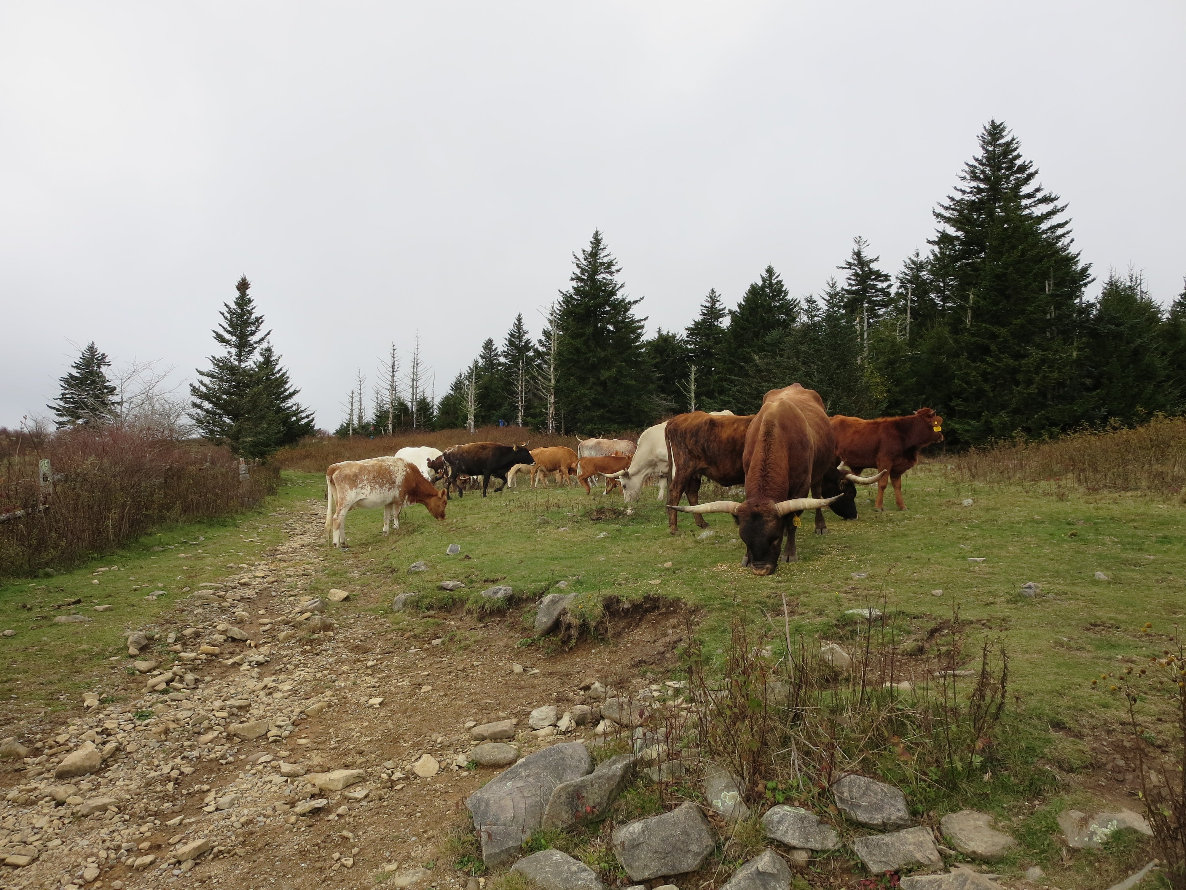 "Mount Rogers via Massie Gap [Photo by Matt Mills]"
