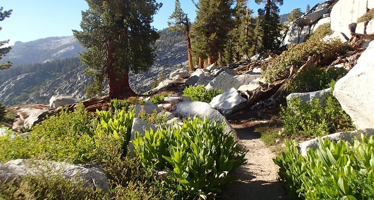 Plants Lakes Trails Plants Lakes Trails