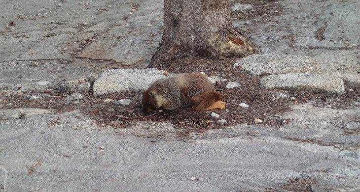 Sequoia Marmots Sequoia Marmots