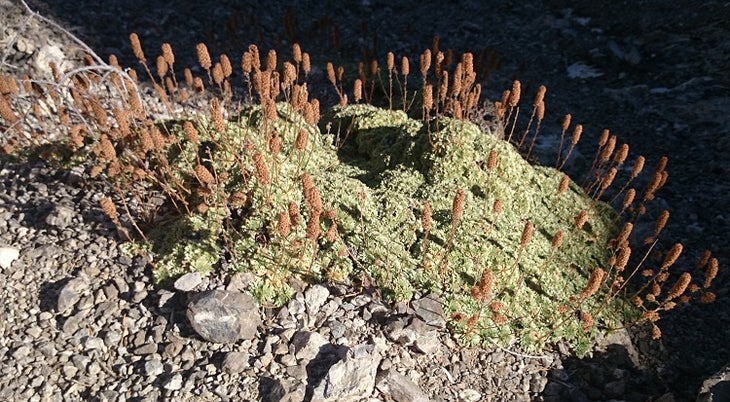 Unusual Foliage Unusual Foliage