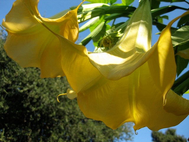 Angel's Trumpet deadly plants - Angels Trumpet