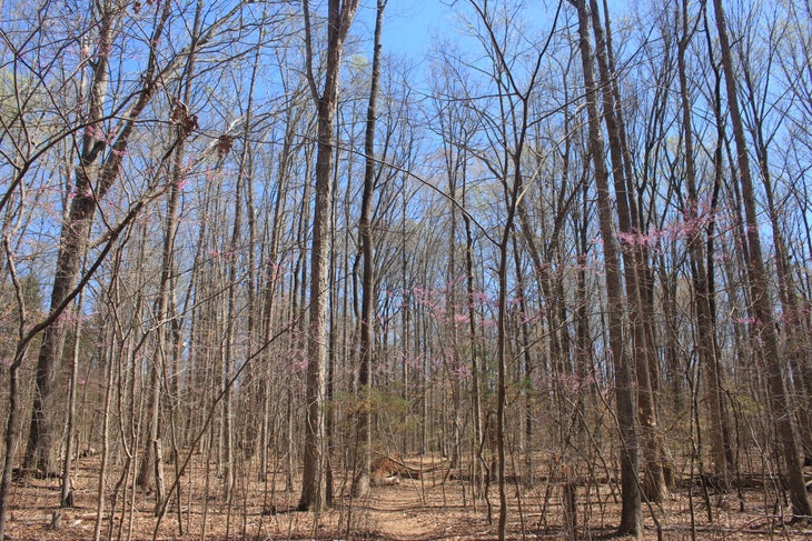 Barren Forest Barren Forest