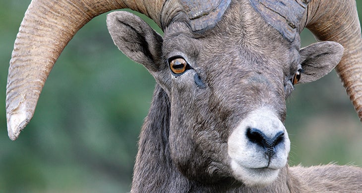 BP0515SKIL_istock_bighorn7660252_gn wildlife photography tips