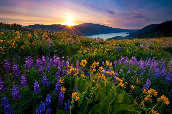 Columbia River Gorge, OR wildflower photos
