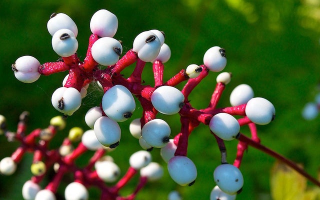 Doll's Eyes deadly plants - dolls eyes