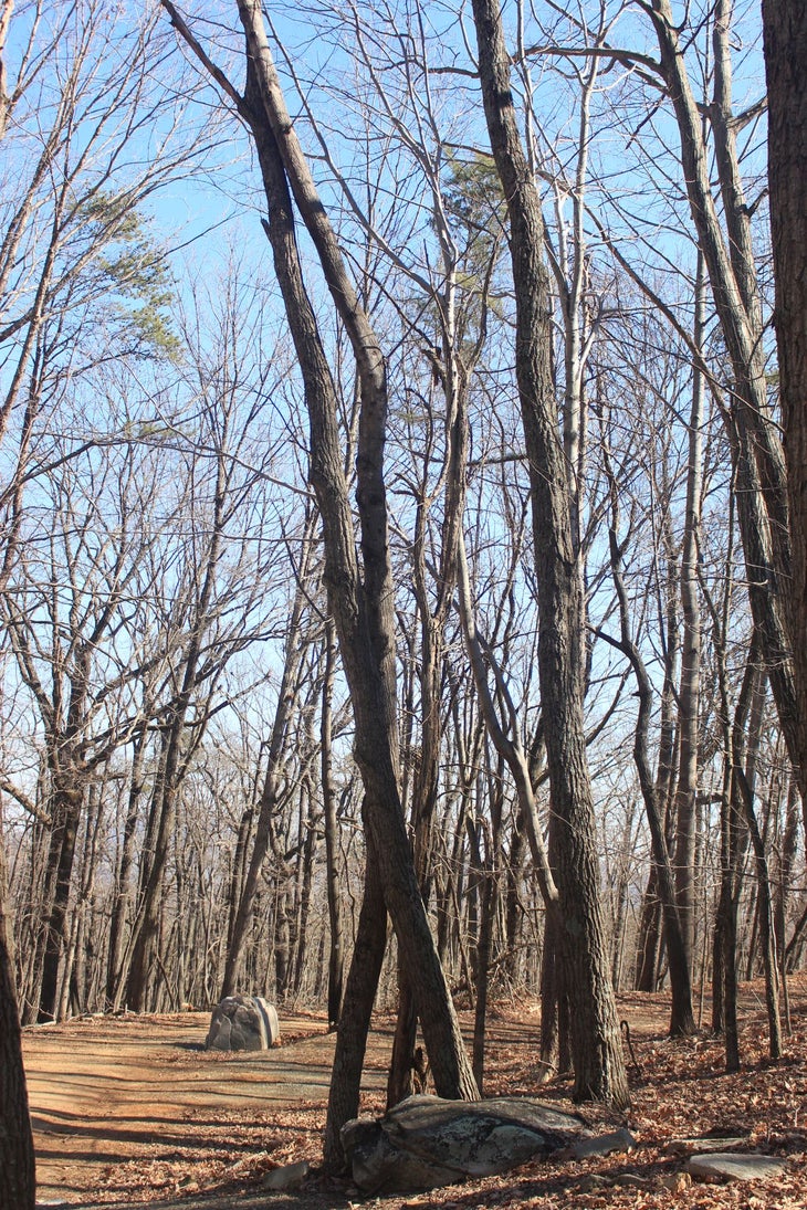 Double helix trees Double helix trees