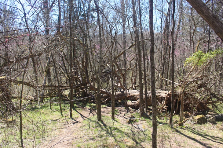 Felled Tree Felled Tree
