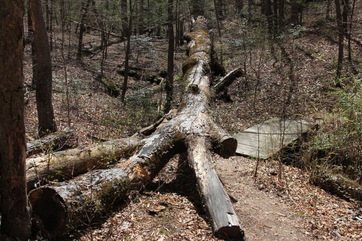 Felled Tree Felled Tree
