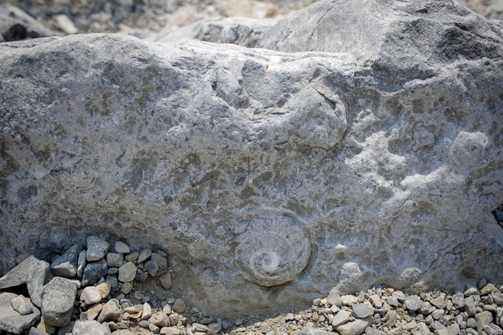 Fossil Fossil