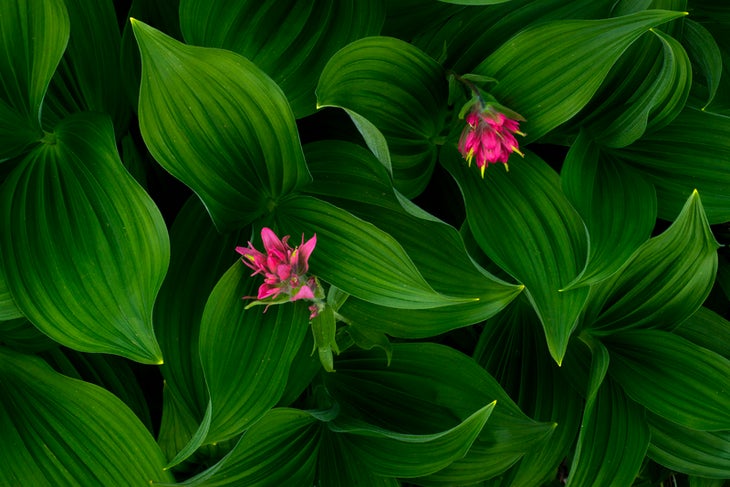 Glacier NP, MT wildflower photos