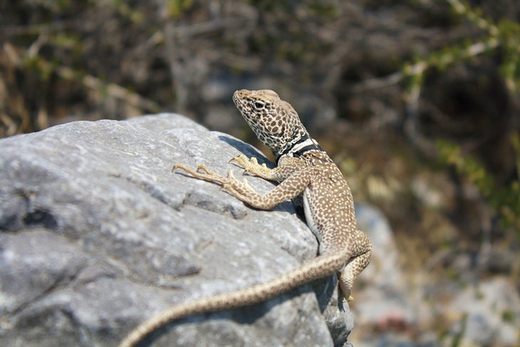 Great Basin Collared Lizard Great Basin Collared Lizard