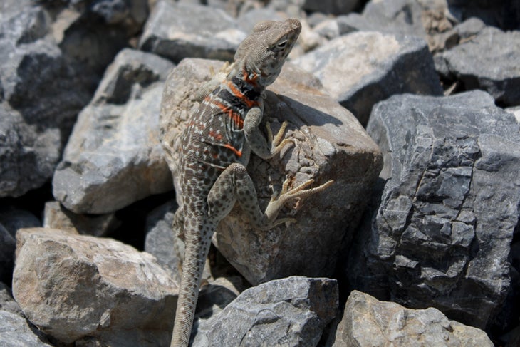 Great Basin Collared Lizard Great Basin Collared Lizard