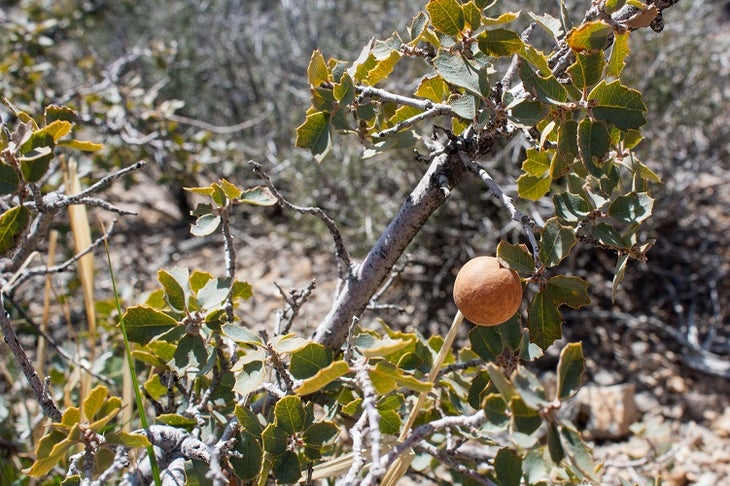 Insect Gall On Scrub Oak Insect Gall On Scrub Oak