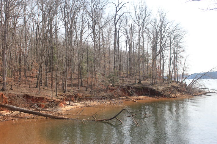 Lake shore Submerged trees