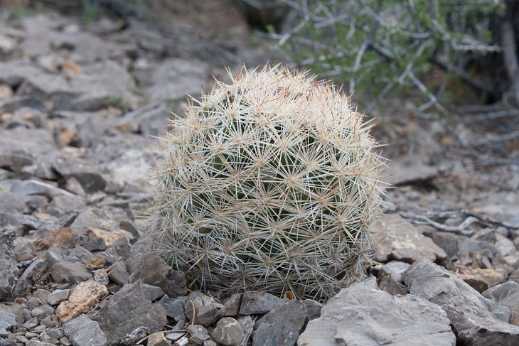 Pincushion Cactus Pincushion Cactus