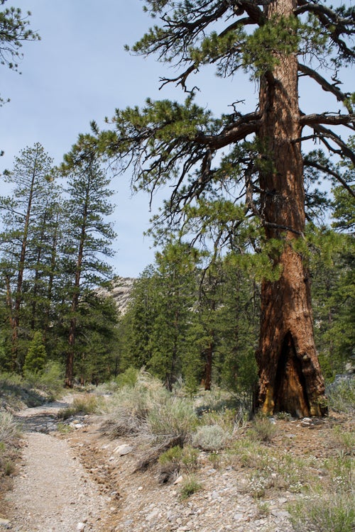 Ponderosa Pine Ponderosa Pine