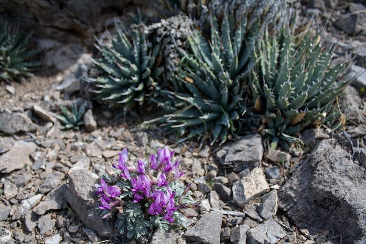 Pygmy Agave & Milk Vetch Pygmy Agave & Milk Vetch