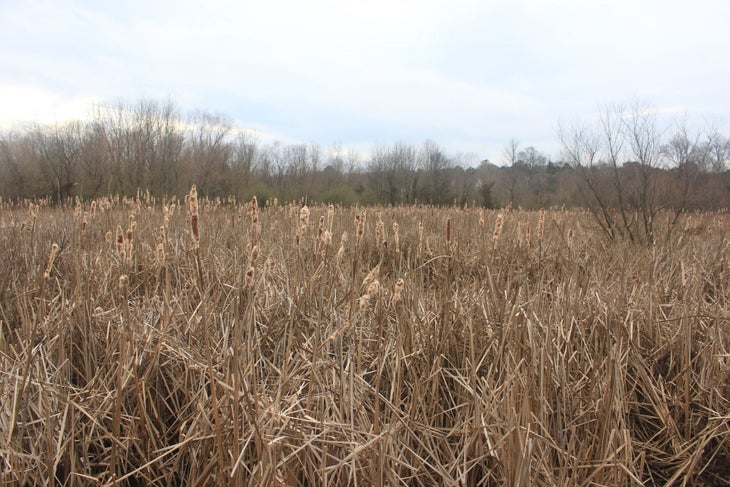 Reeds Reeds