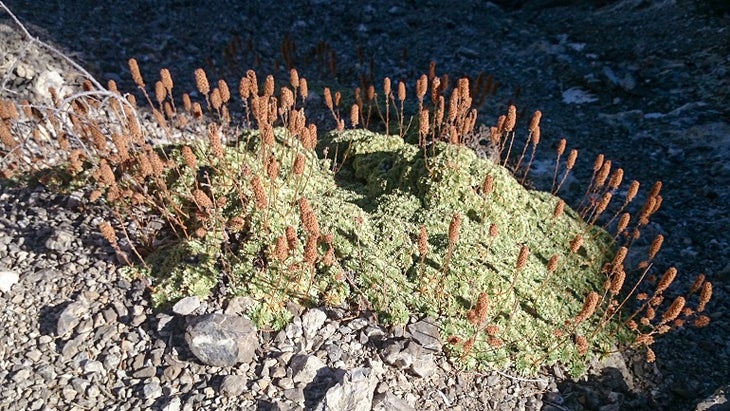 Rock Spiraea Rock Spiraea