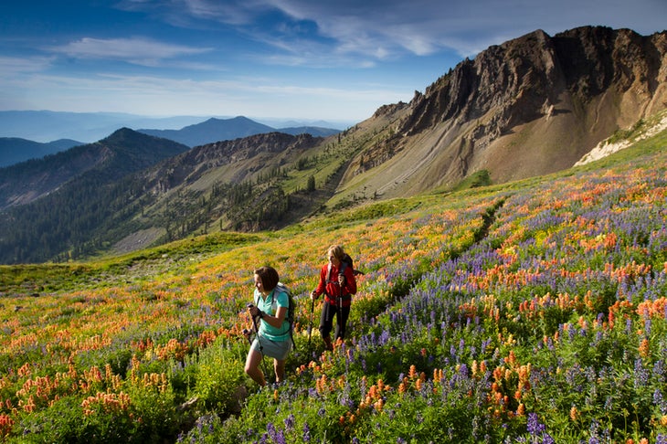 Snowbird, UT wildflower photos