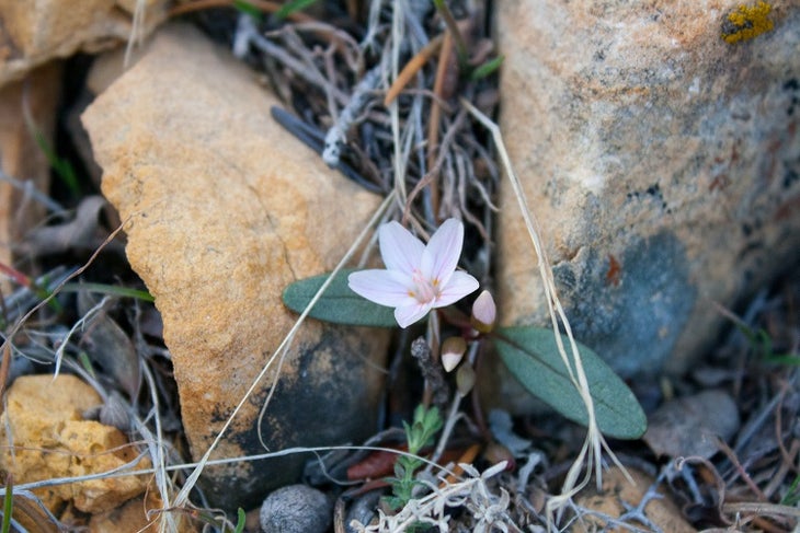 Spring Beauty_Flower Spring Beauty_Flower