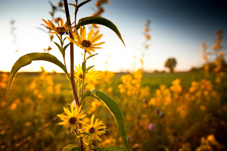 Tallgrass Prairie, KS wildflower photos
