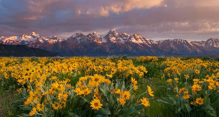 Tetons, WY wildflower photos