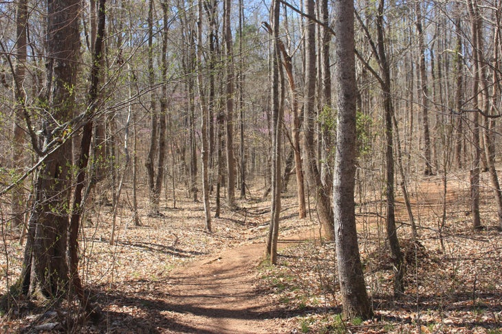 The Trail's the Thing The Trail's the Thing