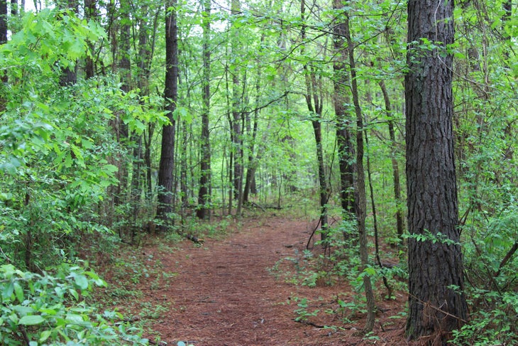 Beech Walk Trail None